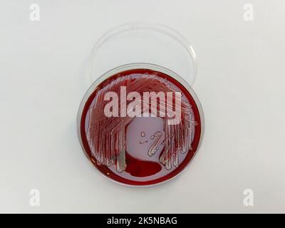 Une bactérie Staphylococcus aureus affichée sur une plaque de gélose au sang sur une surface blanche Banque D'Images