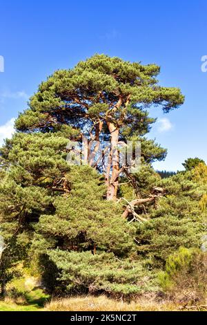 GRAND VIEUX PIN D'ÉCOSSE PINUS SYLVESTRIS EN ECOSSE Banque D'Images