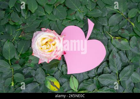 Concept de mise en page créative avec fleur de rose et carte en papier qui ressemble à une feuille en forme de coeur entourée de feuilles Banque D'Images