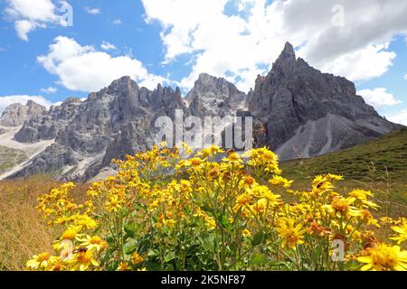 Fleurs jaunes d'Arnica Montana et les montagnes des Dolomites dans les Alpes en Italie en été Banque D'Images