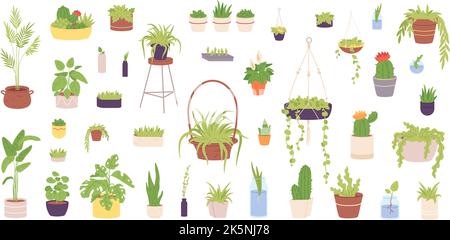 Plantes de maison dans les jardinières et les pots de fleurs. Maison de culture décoration de bureau maison intérieur, vase pot plante naturelle monstera maison de fleurs jardin, illustration vectorielle de la plante maison de maison intérieure Illustration de Vecteur