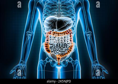 Illustration du rendu du gros intestin 3D. Vue antérieure ou avant du système digestif humain et du tractus gastro-intestinal ou des entrailles. Anatomie, médical Banque D'Images