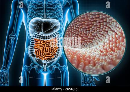 Système digestif humain et tractus gastro-intestinal avec microvillosités de l'intestin grêle ou de l'intestin 3D en montrant l'illustration. Anatomie, médecine, biologie Banque D'Images