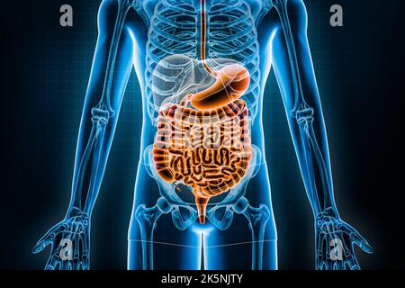 Illustration du rendu du tractus intestinal 3D. Vue antérieure ou avant du système digestif ou des entrailles. Anatomie, médical, biologie, science, test Banque D'Images