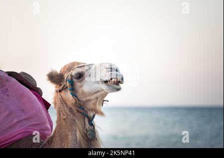 Chameau dans le désert tunisien, drôle de gros plan Banque D'Images