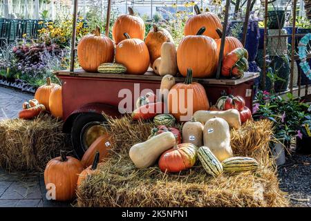 Exposition automnale de citrouilles et de courges d'hiver à la fin de l'été à Abrahamson Nurseries à Scandia, Minnesota, États-Unis. Banque D'Images