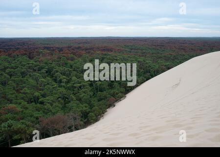 Belle dune de sable à Pilat, France. Forêt verte près du sable Banque D'Images