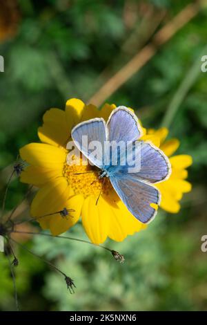 Italie, Lombardie, Bleu de Réverdin sur fleur, Plebejus Argyrognon Banque D'Images