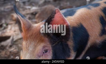 Œil de porc et oreilles tachetées en vue macro. Banque D'Images