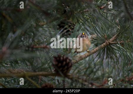 Goldcrest Regulus regulus, un adulte unique à la recherche d'insectes dans le feuillage d'un pin, Notinghamshire, Royaume-Uni, septembre Banque D'Images