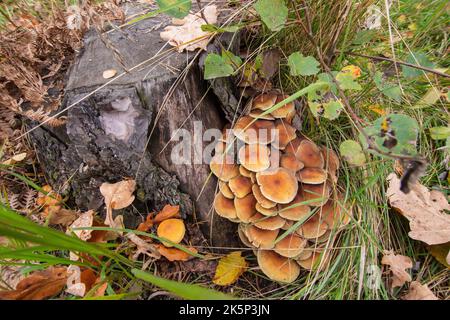 Champignons et mycélium sur une vieille souche au milieu de la forêt par un jour d'automne clair. Banque D'Images