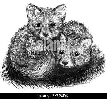 Deux mignons petits renards coudés ensemble. Dessin au stylo noir et blanc. Illustration faite à la main. Arrière-plan blanc. Banque D'Images