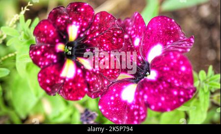 fleurs de cramoisi sauvages sur un fond vert gros plan Banque D'Images