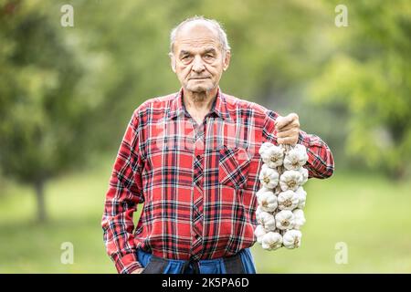 Un homme âgé tient une bande d'ail blanc dans le jardin. Banque D'Images