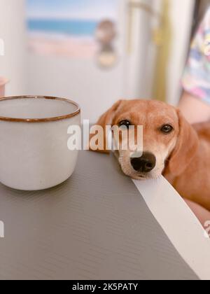 Adorable chiot brun avec une émotion triste allongé sur une table avec une tasse debout. Ginger Dachshund Doggy mignon. Photo verticale de haute qualité Banque D'Images