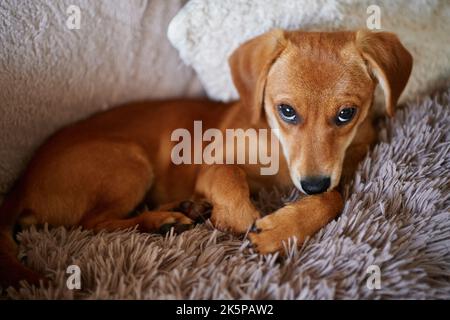 Chiot brun avec une émotion solitaire allongé sur une couverture grise moelleuse. Ginger Dachshund Doggy mignon reposant sur un lit. Image de haute qualité Banque D'Images