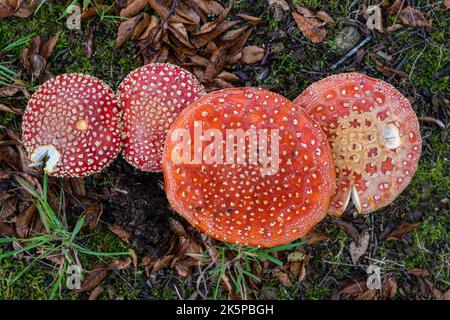 Volent tabourets agariques (Amanita muscaria), un groupe de champignons rouges avec des taches blanches pendant l'automne, Angleterre, Royaume-Uni Banque D'Images