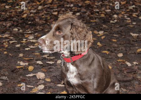 Spaniel de coq de travail de couleur chocolat portant une couleur rouge et dans les bois Banque D'Images