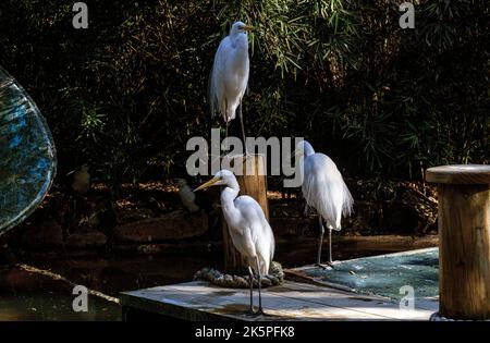 Trois Grands Egrets (Ardea alba) à Sydney, Nouvelle-Galles du Sud, Australie (photo de Tara Chand Malhotra) Banque D'Images