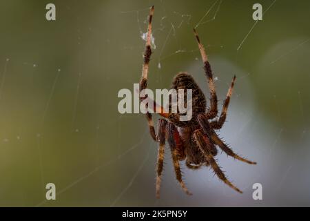 Photo macro d'une araignée Barn avec fond dégradé vert flou Banque D'Images