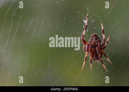 Une araignée Barn avec fond dégradé vert flou, prise de vue macro Banque D'Images