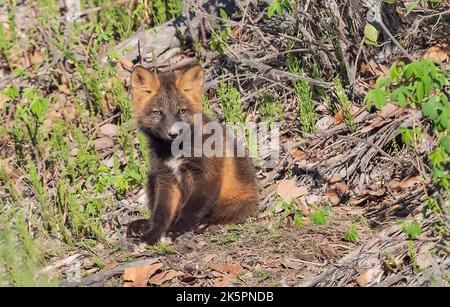 Un kit de renard de la Croix-Rouge en Alaska Banque D'Images