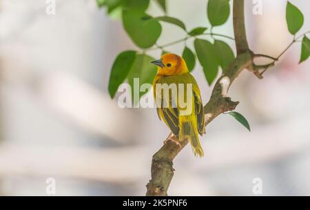 Un tanager occidental en Arizona Banque D'Images