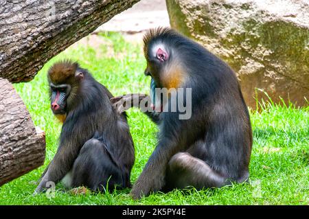 Mandrill Banque D'Images