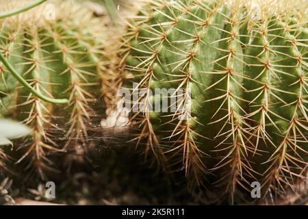 Gros plan sur le cactus circulaire. Une plante verte succulente avec des épines vives jaunes Banque D'Images