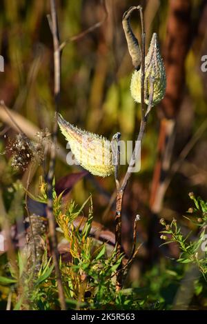 Gousse de graines de laitoued en automne dans le sud-ouest du Wisconsin Banque D'Images