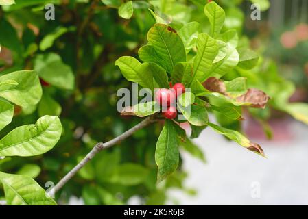 Synsepalum dulcificum connu sous le nom de fruit miracle, baie miracle, baie miraculeuse, baie sucrée Banque D'Images