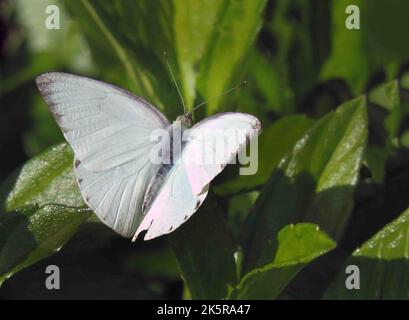 Insectes au Sri Lanka, visitez le Sri Lanka Banque D'Images