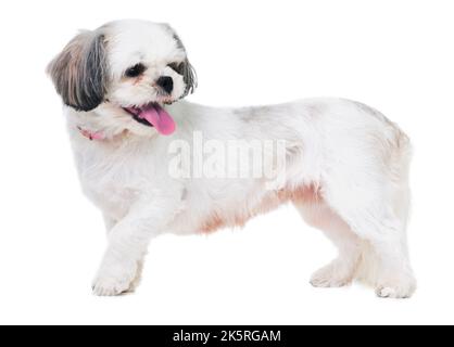 Je pense que j'entends quelque chose là-bas... photo en studio d'un adorable chiot lhassa apso isolé sur blanc. Banque D'Images