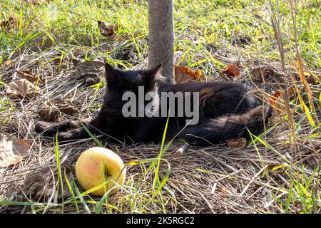 Chat noir mignon dormant dans l'ombre d'un pommier sur l'herbe sèche en été, jardin d'automne Banque D'Images