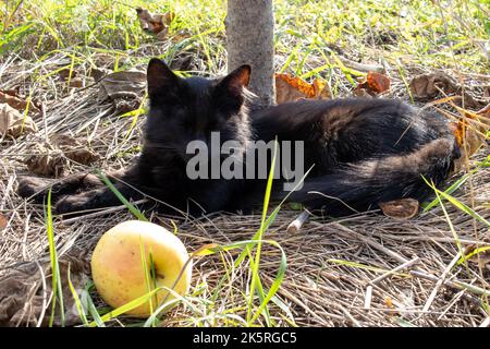 Chat noir mignon dormant dans l'ombre d'un pommier sur l'herbe sèche en été, jardin d'automne Banque D'Images