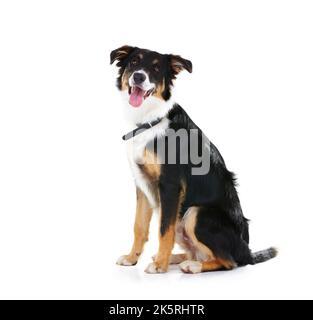 Voici le garçon. Studio photo d'une jolie bordure collie isolée sur blanc. Banque D'Images