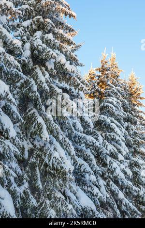 Forêt d'épicéa avec neige sur les branches Banque D'Images