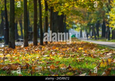 Tapis de feuilles tombées dans le parc d'automne. Belle matinée dans le parc de la ville. Mise au point sélective sur le premier plan. Banque D'Images