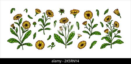 Ensemble de plantes à fleurs calendula dessinées à la main isolées sur fond blanc. Illustration vectorielle dans un style d'esquisse coloré. Élément de conception botanique Illustration de Vecteur