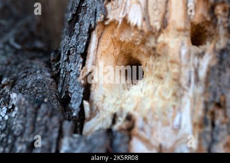 Creux dans un arbre fait par un pic. Sélectionnez la mise au point. Banque D'Images