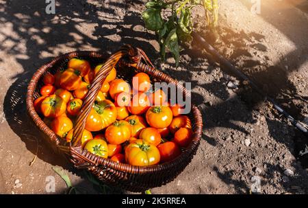 Différentes tomates dans un panier à une serre. Récolte de tomates en serre. Image du concept de production alimentaire saine Banque D'Images