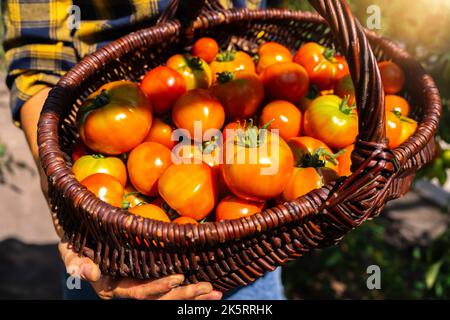 mains de fermier avec basshed de cerise rouge mûre et tomates de viande en serre. Agriculteur, culture de tomates, entreprise de légumes, serre aux tomates Banque D'Images