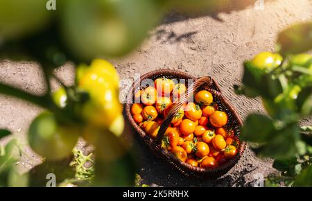 Différentes tomates dans un panier à la serre. Récolte de tomates en serre. Image du concept de production alimentaire saine Banque D'Images