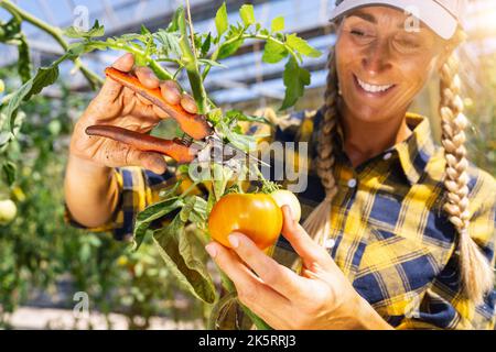 souriante agriculture paysanne femme travaillant, moissonnant le tomatoe avec des ciseaux en serre. Banque D'Images