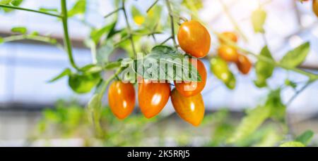 De belles petites tomates mûres rouges cultivées en serre. De délicieuses tomates rouges accrochées à la vigne d'une plante de tomate Banque D'Images
