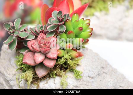 Mélange floral décoratif de fleurs roses et vertes Echeveria et Sedum plantes succulentes sur pierre. Mini-jardin japonais avec différents succulents. Conce Banque D'Images