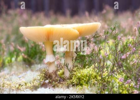 Tabouret, flou et rêveur, dans un champ de bruyère de la forêt. Champignon toxique. Capuchon rouge avec points blancs. Gros plan de la nature en forêt Banque D'Images