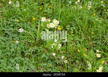 Fleurs sauvages des prairies, y compris les primrosiers, la celandine, les pissenlits et l'anémone dans RHS Rosemoor, Devon, Royaume-Uni Banque D'Images