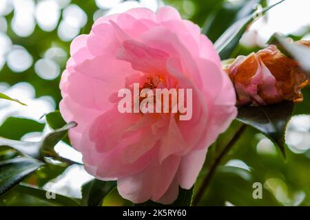 Camellia williamsii x Crinkles à RHS Rosemoor, Devon, Royaume-Uni Banque D'Images