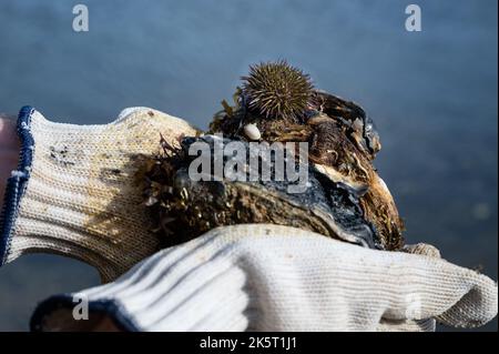 Oursin vert ou oursin de mer de rivage (Psammechinus miliaris) sur une coquille d'huître Banque D'Images